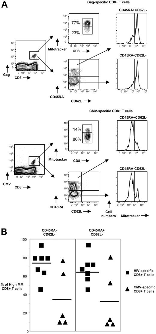Figure 3. No relationship between differentiation status and MM levels in HIV- and CMV-specific CD8+ T cells from HIV+ patients. (A) Representative flow cytometry showing MM and memory populations in HIV- and CMV-specific CD8+ T cells from an HIV+ patient. Memory populations were identified by CD45RA and CD62L staining. Histograms depict the MM levels in CD45RA−CD62L− and CD45RA+CD62L− memory subsets of HIV- and CMV-specific CD8+ T cells. (B) Pooled data showing the percentage of MMHigh cells in CD45RA−CD62L− and CD45RA+CD62L− memory HIV-specific (n = 7) and CMV-specific (n = 5) CD8+ T cell populations. Horizontal bars depict means.