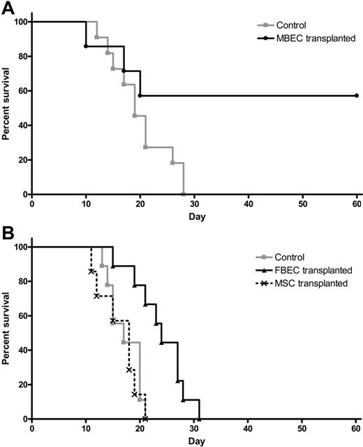 Figure 5. Transplantation of MBECs is associated with improved survival in mice following 1050 cGy total body irradiation. (A) Control C57Bl6 mice were irradiated with 1050 cGy total body irradiation, and their survival was compared with mice that were irradiated with 1050 cGy and then given transplants of MBECs for 5 days, as described in “Materials and methods.” Whereas 100% of control, irradiated mice (n = 11) died prior to day +30 (gray line), 57% of mice that received a transplant of MBECs (n = 7) survived through day +60 without evidence of morbidity (black line, P = .04). (B) The survival of control C57Bl6 mice that were irradiated with 1050 cGy (n = 9, gray line) was compared with the survival of C57Bl6 mice that were irradiated with 1050 cGy and given transplants of FBECs (n = 9, solid black line) or MSCs (n = 7, dashed black line). FBEC transplantation was associated with a significant increase in percent survival compared with controls or mice that received a transplant of MSCs (P = .002 and P = .002, respectively), although these mice failed to survive in the long term.