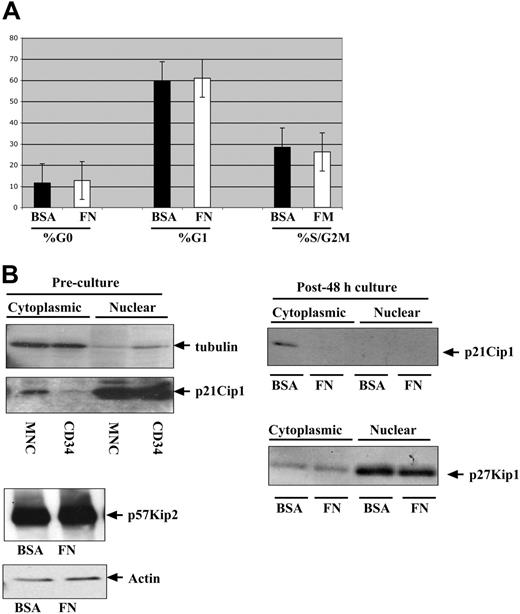 Figure 1. Comparison of cell cycle kinetics and regulators between CD34+ progenitors cultured on FN- versus BSA-coated plates. Human bone marrow CD34+ progenitors were cultured in the presence of IL-3, IL-6, and SCF for 48 hours on either FN- or BSA-coated plates prior to analysis. (A) Ki67/7-AAD staining was performed to identify the percentage of G0, G1, and S/G2M cells after 48 hours on FN- (□) and BSA- (▪) coated plates. (B) Subcellular fractionations were performed on 106 cells recovered from FN- and BSA-coated plates and immunoblotted with an antibody against p21Cip1 and p27Kip1. Freshly isolated CD34+ progenitors and mononuclear cells were subfractionated and immunoblotted with an antibody against p21Cip1 (left) and compared with cells harvested after 48-hour culture on FN- versus BSA-coated plates (right). Total protein lysates were immunoblotted to assess for p57Kip2 (lower left). MNC indicates mononuclear cells. Error bars indicate standard deviation.