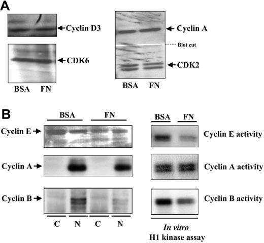 Figure 2. Assessment of the levels of cyclin E, A, and B and their CDK-associated kinase activity in CD34+ cells cultured on FN- versus BSA-coated plates. After 48 hours of culture in cytokines on FN- versus BSA-coated plates, cell numbers were equalized and half of the cells were used for subcellular fractionation, immunoblotting for cyclin D3 and CDK6 (A, left), cyclin A and CDK2 (A, right), cyclin E (B, left), cyclin A (B, left), and cyclin B (B, left). The other half of the cells were used for immunoprecipitation with antibodies against specific cyclins (as indicated) followed by in vitro histone H1 kinase assay to assess activity of CDKs associated with cyclin E (A, right), cyclin A (B, right), and cyclin B (B, right).