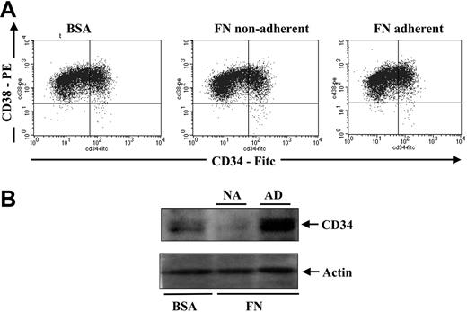 Figure 3. Comparison of CD34 surface expression versus total CD34 protein expression in CD34+ progenitors after culturing on FN- versus BSA-coated plates. After a 48-hour culture, 200 000 cells were stained with anti-CD34–FITC and anti-CD38–PE and analyzed by flow cytometry to assess CD34 cell-surface expression (A). An additional 2 × 106 cells from the same cultures (n = 4) were lysed in protein lysis buffer for CD34 total protein expression by immunoblotting (B). The top half of the blot was immunoblotted for CD34, and the bottom half was immunoblotted for actin as a loading control.