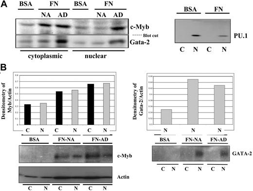 Figure 4. Detection of c-Myb, GATA-2, and PU.1 protein after ex vivo culture on FN- versus BSA-coated plates. To determine whether integrin engagement preserves the primitiveness of CD34+ cells, the cells were cultured on FN- versus BSA-coated plates in the presence of IL-3, IL-6, and SCF for 96 hours. A total of 2 × 106 cells were normalized at the end of each culture and subjected to subcellular fractionation and protein analysis for c-Myb and GATA-2, 2 transcription factors reported to be abundant in primitive cells versus PU.1, a transcription factor highly expressed in committed monocytes (A). A quantitative representation of 1 of the 4 bone marrow experiments assessing c-Myb and GATA-2 is shown by normalizing the densitometry value of the transcription factor with that of the corresponding actin densitometry value (B). NA indicates nonadherent; AD, adherent.