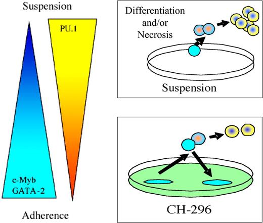 Figure 6. Hypothesis model. We hypothesize that maintenance of CD34+ progenitors in suspension culture with cytokines induces differentiation and sensitivity to cell death. In contrast, CD34+ progenitors maintained in culture on CH-296–coated plates generate 2 pools of cells: the less primitive nonadherent cell pool and the more primitive adherent cell pool.