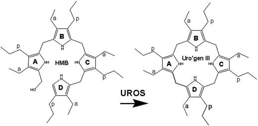 Figure 1. Generation of uroporphyrinogen III (uro'gen III) by uroporphyrinogen III synthase (UROS). The enzyme catalyzes the cyclization of HMB with concomitant inversion of ring D to yield the III isomer of uro'gen.10 a indicates acetate; p, propionate.