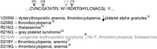 Figure 4. Human GATA-1, residues 204-231, of the highly conserved DNA binding N-terminal zinc finger. The numbered residues indicate the locations of mutations that have been described. The mutations and their associated phenotypes are listed below the sequence. The mutation described here is shown in gray.