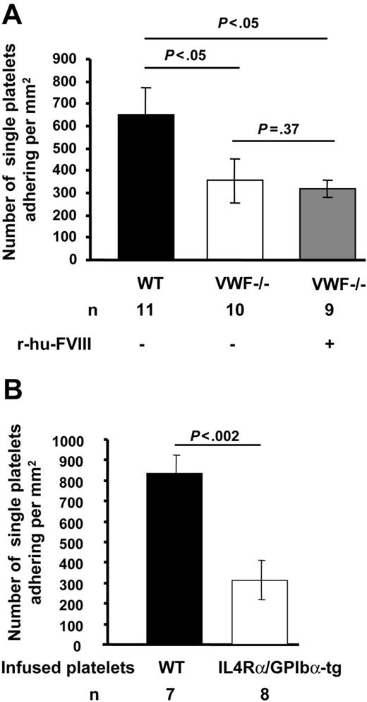 Figure 1. Platelet adhesion to subendothelium in the absence of VWF or functional GPIbα is decreased. Venules of approximately 200- to 300-μm in diameter were visualized in the mesentery of live mice after ferric-chloride injury. Numbers of single fluorescent platelets transiently tethering and/or stably adhering to vessel wall within 2 to 3 minutes after ferric-chloride injury were determined. (A) Significantly fewer platelets adhered in VWF−/− venules compared with WT. The infusion of r-hu-FVIII in VWF−/− mice did not increase platelet adhesion. (B) Fluorescent IL4Rα/GPIbα-tg or WT platelets were infused in WT mice. The adhesion of IL4Rα/GPIbα-tg fluorescent platelets to injured venules was significantly less than that of WT platelets. Error bars indicate SEM.