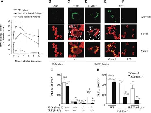Figure 1. SFKs are required for localization of activated β2 integrins at sites of PMN-platelet contacts and for αMβ2-dependent PMN-platelet interactions in suspension. (A) PMNs alone or with PFA-fixed or unfixed thrombin (0.25 U/mL)–activated platelets (1:10 ratio) were incubated for 0 to 10 minutes at 37°C in stirring conditions (1000 rpm). At each time point, stirring was stopped and KIM127 (10 μg/mL) was added to the cells for an additional 5 minutes at 37°C. The cells were then fixed in 2% PFA for 30 minutes, washed, and stained with Alexa-Fluor 488–conjugated goat antimouse antibody at 4°C for 30 minutes. Nonspecific fluorescence was determined by incubation of PMNs with Alexa-Fluor 488–conjugated goat antimouse antibody only. Values are reported as percentages of PMNs expressing KIM127-specific binding. (B) PMNs alone or with thrombin-activated, PFA-fixed platelets (C-D) were stirred at 37°C for 3 minutes, at which time 10 μg/mL mAb 327C (B-C, E-F) or KIM127 (D) was added. Confocal microscopy to detect KIM127 and 327C mAb binding and rhodamine-phalloidin was performed as described in “Materials and methods.” (C-D) The actin staining in these images was captured at a lower amplification than in panels B, E, or F in order to allow clear identification of platelets that contain higher concentration of F-actin than do PMNs. PMNs are identified by a white line around the membrane edge and show intense 327C (C) or KIM127 (D) binding in areas with attached platelets. (E-F) PMNs were pretreated with vehicle (E) or PP2 (F) for 5 minutes at RT before incubation with platelets. PP2 treatment dramatically reduces expression of activated β2 integrins at platelet contact sites. (G) PMNs from wild-type or αM−/− mice were stirred in the absence or in the presence of fixed-activated wild-type or P-selectin–deficient platelets. Samples were immediately fixed with an equal volume of 2% PFA (open bars) or, alternatively, 5 mM EGTA was added to mixed cell suspensions 30 seconds before fixation to disrupt P-selectin–mediated bonds (closed bars designated stop EGTA). The formation of mixed platelet–PMN conjugates was analyzed by flow cytometry, as described in “Materials and methods.” The numbers of platelets recruited by 100 PMNs are graphed and the numbers on the top of the bars are the percentage of PMNs with attached platelets. Average results (mean ± SEM) from 6 different experiments for wild-type cells and 4 experiments for αM−/− or P-selectin–deficient cells are presented. *P < .05 versus WT. (H) PMNs from wild-type or double hck−/−fgr−/− or triple hck−/−fgr−/−lyn−/− mice were stirred in the absence or in the presence of activated, fixed wild-type platelets and treated as described in panel F. The numbers of platelets recruited by 100 PMNs are graphed and the numbers on top of the bars are the percentage of PMNs with attached platelets (mean, n = 4). The figure shows average results (mean ± SEM) from 4 different experiments performed with PMNs isolated from pooled bone marrow obtained from 5 wild-type or 5 knock-out mice. *P < .05 versus WT.