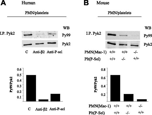 Figure 2. PMN interaction with activated platelets stimulates αMβ2-dependent Pyk2 phosphorylation. (A) Human PMNs were preincubated with the function-blocking anti–β2-integrin mAb IB4 or with an irrelevant mouse monoclonal antibody for 15 minutes in ice. Thrombin-activated fixed platelets were preincubated with control or the anti–P-selectin mAb WAPS for 15 minutes at room temperature. PMNs and platelets were stirred at 1000 rpm at 37°C for 3 minutes. Pyk2 was immunoprecipitated from total cell lysates, and immune complexes were analyzed for phospho-Pyk2 by immunoblotting with PY99, and then the blots were reprobed with anti-Pyk2 antibody to detect total Pyk2. The bars report the ratio between optical density of PY99 andPYK2 (ie, phospho-Pyk2/total Pyk2). The figure is representative of results obtained in 3 different experiments. (B) PMNs from wild-type or αM−/− mice were stirred in the presence of fixed-activated wild-type or P-selectin−/− platelets at 37°C for 3 minutes. The interactions were stopped by the addition of an equal volume of reduced sample buffer, and samples were processed for immunoblot analysis as described for panel A. The bars indicate the ratio between optical density of PY99 and PYK2 (phospho-Pyk2/total Pyk2). The figure is representative of results obtained in 2 different experiments performed with PMNs isolated from pooled bone marrow obtained from 5 wild-type or 5 knock-out mice.