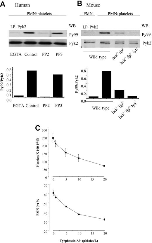 Figure 3. Tyrosine phosphorylation of Pyk2 is mediated by SFKs and is required for shear-resistant PMN attachment to platelets. (A) Untreated PMNs or PMNs pretreated with DMSO, 10 μM PP2, or 10 μM PP3 were stirred for 3 minutes with activated, fixed platelets (ratio 5:1) in the presence or in the absence of 5 μM EGTA. Pyk2 was immunoprecipitated from total cell lysates, and immune complexes were analyzed for phospho-Pyk2 by immunoblotting with PY99 and then reprobed with anti-Pyk2 antibody to detect total Pyk2. The bars report the ratio between optical density of PY99 and PYK2 (ie, phospho-Pyk2/total Pyk2). The figure is representative of results obtained in 3 different experiments. (B) PMNs from wild-type, double hck−/−fgr−/−, or triple hck−/−fgr−/−lyn−/− mice were stirred in the absence or in the presence of activated, fixed wild-type platelets and processed as described in panel A. The bars indicate the ratio between optical density of PY99 and PYK2 (phospho-Pyk2/total Pyk2). The figure is representative of results obtained in 2 different experiments performed with PMNs isolated from pooled bone marrow obtained from 5 wild-type or 5 knock-out mice. (C) Human PMNs pretreated with DMSO or the indicated concentrations of the Pyk2 inhibitor tyrphostin A9 (AG17) were stirred for 3 minutes with activated, fixed platelets (ratio 5:1). Samples were immediately fixed with an equal volume of 2% PFA and the formation of mixed platelet-PMN conjugates was analyzed by flow cytometry, as described in “Materials and methods.” The number of platelets recruited by 100 PMNs and the percentage of PMNs with attached platelets are graphed (mean ± SEM, n = 3).