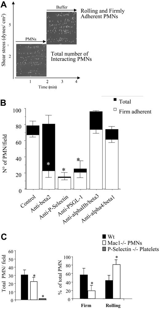 Figure 4. PMN recruitment by adherent platelets under flow requires P-selectin and αMβ2. (A) Human PMNs (5 × 106/mL) were perfused across a platelet surface at a flow rate of 2 dynes/cm2 for 2 minutes. Then, the chamber was perfused with fresh media for an additional 2 minutes at 5 dynes/cm2, without interruption in the perfusion. The interaction of PMNs with adherent platelets was observed by contrast phase video microscopy with a 20×/0.40 NA objective. The total number of cells interacting at 2 minutes and the fractions of rolling and firmly adhered PMNs in the last 20 seconds of flow (4 minutes) were measured using an ad hoc software for image analysis as described in “Materials and methods.” (B) P-selectin and αIIbβ3 and αvβ3 were blocked by incubating the human platelet–coated slide with the mAbs WAPS12.2 or 7E3, respectively (20 μg/mL) for 15 minutes. β2 or α4/1 integrins on human PMNs were blocked by treating cells with the mAbs IB4 or 2B4 (20 μg/mL) for 15 minutes in ice. Experiments were performed as described for panel A and in “Materials and methods.” The results are presented as means ± SEM for 3 to 8 different experiments performed using cells from different donors. Black bars indicate the total number of PMNs recruited per field, and white bars indicate the number of PMNs that establish firm adhesion. *P < .05 for treatment versus control. (C) PMNs were isolated from wild-type or αM−/− mice bone marrow. Platelets were isolated from wild-type or P-selectin–deficient (P-sel−/−) mice. Experiments were performed as described for panel A and in “Materials and methods.” The results presented are means ± SEM from 4 different experiments each performed using cells collected from 5 wild-type or knock-out mice. *P < .05 for wild-type versus αM−/− PMNs or P-selectin−/− platelets.