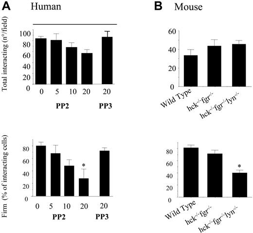 Figure 5. SFKs are required for PMN firm adhesion to adherent platelets under conditions of physiologic flow. (A) Human PMNs, pretreated with different concentration of PP2, PP3, or vehicle (DMSO) for 10 minutes, were perfused across a platelet surface at a flow rate of 2 dynes/cm2 for 2 minutes. Then, the chamber was perfused with fresh media for an additional 2 minutes at 5 dynes/cm2, without interruption in the perfusion. The interaction of PMNs with adherent platelets was observed by contrast phase video microscopy with a 20×/0.40 NA objective. The total number of cells interacting at 2 minutes and the fractions of firmly adhered PMNs in the last 20 seconds of flow were measured using an ad hoc software for image analysis as described in “Materials and methods.” The results presented are means ± SEM from 5 different experiments performed using cells from different donors. *P < .05 for treatment versus control. (B) PMNs were isolated from bone marrow of wild-type, hck−/−fgr−/−, or hck−/−fgr−/−lyn−/− mice. Flow experiments were performed exactly as described for human cells. The results presented are mean ± SEM for 6 different experiments each performed in triplicate with cells pooled from 5 wild-type or knock-out mice. *P < .05 for wild-type versus hck−/−fgr−/−lyn−/− cells.