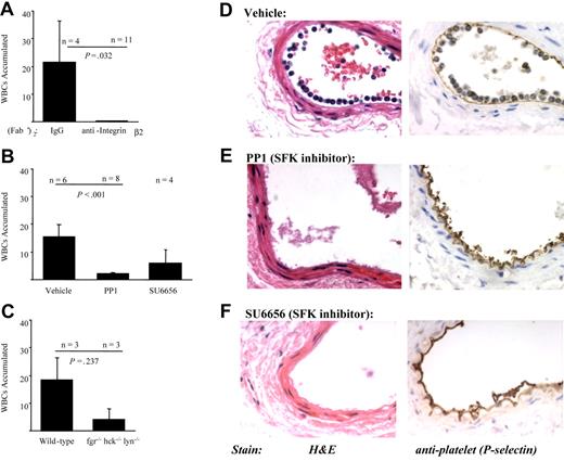 Figure 6. β2 integrins and SFKs mediate PMN recruitment to adherent platelets at the sites of vascular injury in mice. Arterial injury was performed as described in “Materials and methods,” and the vessels were examined one hour after injury. (A) Wild-type mice were pretreated with control F(ab)′2 or anti–β2-integrin F(ab)′2 prior to performing injury. The results presented are the average number of WBCs that accumulated along the vessel (mean ± SEM) in 4 control and 11 anti-integrin–treated animals. (B) Wild-type mice (n = 6) were pretreated with vehicle, PP1 (1.5 mg/kg; n = 8), or SU6656 (0.015 mg; n = 4) prior to injury. The results presented are the average number of WBCs that accumulated along the vessel (mean ± SEM). (C) Arterial injury was performed in wild-type (n = 3) or hck−/−fgr−/−lyn−/− mice (n = 3). The results presented are the average number of WBCs that accumulated along the vessel (mean ± SEM). Representative images of vessel sections taken from a wild-type mouse treated with vehicle (D), PP1 (E), or SU6656 (F) one hour after injury. Sections were stained with hematoxylin and eosin (left panels) or processed for immunohistochemical analysis with a polyclonal antibody to P-selectin (right panels; brown staining).