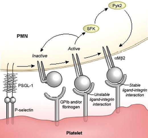 Figure 7. Hypothetical scheme of a 3-step model of αMβ2 activity during PMN-platelet adhesion. Step 1: platelet-PMN interactions induce initial activation and ligand binding to αMβ2. Step 2: generation of an outside-in, SFK-Pyk2–mediated signal(s). Step 3: stabilization of integrin-ligand binding.