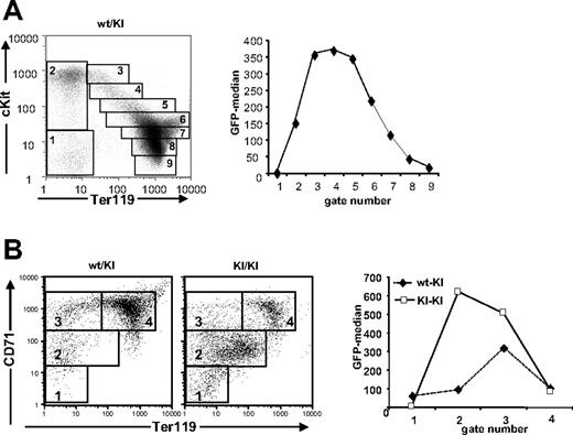 Figure 2. Gfi1b is a developmental marker during erythroid maturation in fetal liver. (A) Analysis of GFP expression (right) of Gfi1b+/GFP fetal liver cells stained with cKit-PE and Ter119-APC and gated for erythroid maturation stages as indicated (left). Given are the MFIs (median fluorescence intensities) of the indicated populations. (B) FACS analysis of GFP:Gfi1b expression of fetal liver cells from Gfi1b+/GFP or Gfi1bGFP/GFP embryos at 14.5 days pc stained with CD71-PE and Ter119-APC and gated as indicated. Given are the MFIs of the indicated populations. FACS analyses are representative for at least 3 independent experiments with individual sets of mice.