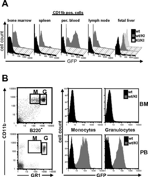 Figure 5. Expression of Gfi1b in granulocytes and monocytes of the adult mouse. (A) Cells from different tissues of the hematopoietic system of adult wt or Gfi1b+/GFP mice or from fetal livers of wt, wt/KI (Gfi1b+/GFP), or KI/KI (Gfi1bGFP/GFP) embryos, respectively, were stained with antibodies against the surface markers B220 and Mac-1 and subjected to FACS analysis. B220-negative but Mac-1–positive living cells were electronically gated and analyzed for GFP expression. (B) Cells from bone marrow (BM) or peripheral blood (PB) from adult mice of the indicated genotypes were additionally stained for GR1 and analyzed by FACS. GR1high granulocytes and GR1low monocytes were electronically gated (left) and analyzed for GFP expression (right).