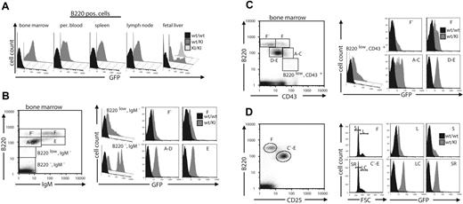 Figure 6. Dynamic expression of Gfi1b during B-cell development. (A) Cells from different tissues of the hematopoietic system of adult wt or Gfi1b+/GFP mice or from fetal livers of wt, wt/KI (Gfi1b+/GFP or KI/KI (Gfi1bGFP/GFP) embryos, respectively, were stained with antibodies against the surface markers B220 and Mac-1 and subjected to FACS analysis. Mac-1–negative, B220-positive living cells were electronically gated and analyzed for GFP expression. (B-D) Bone marrow cells from adult wt or wt/KI (Gfi1b+/GFP) mice were stained with antibodies against B220 and IgM (B), CD43 (C), or CD25 (D) and analyzed by FACS (left panels). Fractions of cells representing the different maturation stages of B cells (A indicates pre-pro-B; B/C, pro-B; C, large pre-B; D, small pre-B; E, immature B; F-F, mature B cell)17,18 were electronically gated as indicated (left panel) and analyzed for GFP expression (histograms in right panels). (D) B220-positive cells were gated for high and low CD25 expression, and cell size distribution was separated by forward angle light scatter analysis (right panel, left histograms). GFP fluorescence histograms for large and small cells (L indicates large B-cell; S, small B-cell; LC, large cycling B cell; SR, small resting B cell) were generated (right panel, right histograms) as indicated.