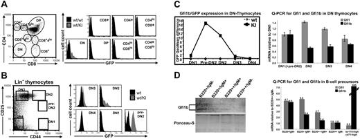 Figure 7. Gfi1b is expressed during a small window of early T-cell development. (A) Thymocytes from adult wt or wt/KI (Gfi1b+/GFP) mice were stained for the surface markers CD4 and CD8 and gated for different stages of T-cell development as described previously.9 GFP fluorescence of the respective subpopulations is shown in representative histograms (right). (B) Because only in the double-negative (DN) population GFP-positive cells were present, thymocytes from adult wt (▪) or wt/KI (Gfi1b+/GFP) mice (⊡) were stained for CD25 and CD44 expression and lineage-negative (Lin−) cells were electronically gated out as shown (left). The GFP expression of the respective gated cell population is shown in representative histograms (right). (C) Representative diagram showing the expression of GFP during early T-cell development, shown as the difference of the geometric mean fluorescence intensities between wt and wt/KI (Gfi1b+/GFP) cells (left). Quantitative RT-PCR (real-time analysis) showing mRNA levels for Gfi1 and Gfi1b during early T-cell development normalized to the respective expression levels in DN1-preDN2 cells (right). (D) Western blot analysis of Gfi1b protein showing the decrease of Gfi1b during early B-cell development (left) and quantitative mRNA analysis for Gfi1 and Gfi1b during early B-cell development and in early erythroid cells (right). Error bars represent the standard deviation of triplicate measurements.