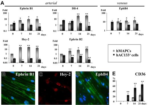 Figure 1. VEGF165 induces arterial specification of hMAPCs but not hAC133+ cells. (A) Q-RT-PCR for arterial (EphrinB1, Dll-4, Hey-2, EphrinB2) and venous markers (EphB4) on hAC133+ cell–derived ECs (▪) or hMAPC-derived ECs (⊡) at different time points (0, 7, 14, and 21 days) after the start of the differentiation process. While hMAPCs up-regulated arterial and venous markers during the differentiation process, hAC133+ cell–derived ECs showed reduced arterial marker expression. Expression levels are presented as fold increase (in logarithmic scale) in comparison with baseline levels and were normalized by using GAPDH as housekeeping gene. The mRNA levels in undifferentiated hMAPCs were considered as 1. Expression between baseline levels (day 0) and day 7, 14, and 21 for each cell population was compared (*P < .05; **P < .01). (B-D) Immunofluorescent staining of hMAPC-derived ECs. After 14 days, hMAPCs were positive for arterial markers EphrinB1 (B), Hey-2 (C), and venous marker EphB4 (D) (see text for percentage of positive cells). A representative example from 3 different clones is shown. (E) Comparative expression, plotted as percentage of total number of cells, based on FACS analysis, of the microvascular-specific marker CD36 in hMAPC (⊡) and hAC133+ cell–derived ECs (▪) (**P < .01 versus hMAPC-ECs). The mean (± SEM) of 3 (A) or 5 (E) different experiments in triplicate is shown. Magnification ×40.