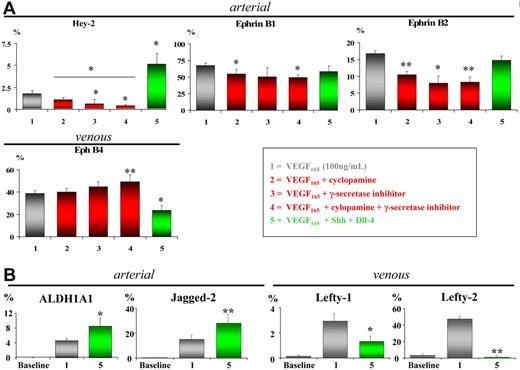 Figure 3. Blockage of Notch/patched pathway attenuates while stimulation increases arterial EC differentiation of hMAPCs. (A) Q-RT-PCR analysis for arterial (EphrinB1, Hey-2, and EphrinB2) and venous markers (EphB4) on hMAPC-derived ECs (gray bars) after 14 days of differentiation using blocking (red bars) or activating (green bars) treatments (as indicated in the box). Shh blocking, Notch blocking, or a combination of both significantly reduced expression of arterial EC markers paralleled by an increase in venous marker expression compared with VEGF165 alone (gray bars). Conversely, addition of Shh and Dll-4 to VEGF165 further significantly increased expression of arterial marker Hey-2 while significantly decreasing venous marker EphB4. *P < .05; **P < .01 versus VEGF165 alone; *P < .05 condition 4 versus condition 2. (B) Q-RT-PCR analysis of additional arterial (ALDH1A1, Jagged-2) and venous markers (Lefty-1, Lefty-2) in hMAPC-derived ECs cultured in VEGF165 alone (gray bars) or combined with Shh and Dll-4 (green bars). Note the significant up-regulation of arterial markers and simultaneous down-regulation of venous markers in the combination cocktail as compared with VEGF165 alone. The mRNA levels in all panels are expressed as mean percentage of HUAECs (arterial markers) and HUVECs (venous markers) and were normalized using GAPDH as housekeeping gene. Baseline corresponds to undifferentiated hMAPCs. The mean (± SEM) of 3 different experiments is shown. *P < .05; **P < .01 versus VEGF165 alone.