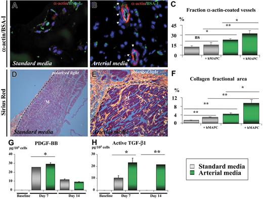 Figure 5. Shh and Dll-4 together with hMAPCs additively increase formation of arterial-like vascular structures in vivo. (A-F) Histologic analysis on cross-sections through Matrigel plugs containing hMAPCs and VEFG165 (A,D) or hMAPCs and VEGF165 + Shh + Dll-4 (B,E). (A-B) Double immunofluorescent staining of 3 μm paraffin cross-sections through Matrigel plugs stained with SMC α-actin (red) and BS-I lectin (staining ECs in green) showing more SMC-coated (indicated by arrowheads) vessels when the arterial media were used (B) in comparison with standard media (A). (C) Diagram comparing the fraction of SMC-coated vessels (expressed as percentage ± SEM versus the total number of vessels) for the conditions outlined in the box; *P < .05; **P < .01. Note the additive effect of hMAPCs. (D-E) Sirius red staining (visualized by polarized light microscopy) indicating abundant and thick (orange-red birefringent) fibrillar collagen around vessels in Matrigels containing hMAPCs combined with the arterial mix (E) as compared with the less abundant and thinner collagen in Matrigels containing hMAPCs combined with VEGF165 alone (D); dashed lines indicate the edge of the Matrigel (M). (F) Diagram comparing the collagen fractional area (expressed as percentage ± SEM versus the total area) for the conditions outlined in the legend; *P < .05; **P < .01. Note the additive effect of hMAPCs. (G,H) ELISA for PDGF-BB (G) and active TGF-β1 (H) on cell supernatants of undifferentiated hMAPCs (“baseline”) or differentiated for 7 or 14 days to ECs either in standard media (gray bars) or arterial media (green bars). While PDGF-BB production was only slightly and temporarily higher, active TGF-β1 production was significantly higher in arterial media versus standard media. *P < .05; **P < .01. Data are expressed as picogram per 105 cells and represent the mean (± SEM) of 3 experiments performed in triplicate.