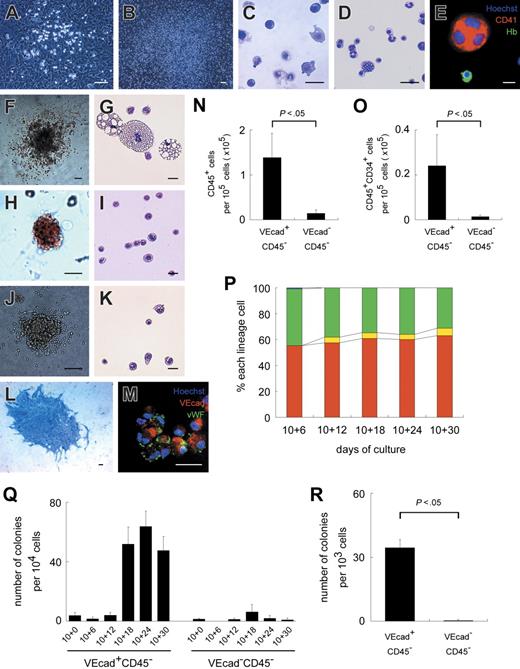 Figure 2. ESC-derived VE-cadherin+CD45− cells generate hematopoietic and endothelial cells/colonies. Light micrographs of adherent hematopoietic clusters on days 10 + 5 (A) and 10 + 23 (B). (C-D) May-Giemsa staining of floating hematopoietic cells on days 10 + 6 (C) and 10 + 30 (D). (E) Immunostaining of floating hematopoietic cells on day 10 + 30 with anti–CD41 (red) and Hb (green) Abs. (F-K) Light micrographs and May-Giemsa staining of a GM (F-G), erythroid (H-I), or mixed colony (J-K) are depicted. (L) Immunostaining of an endothelial colony with anti–VE-cadherin mAb (blue). (M) Immunostaining of VE-cadherin+CD45− cell-derived cells after 7-day culture with anti–VE-cadherin (red) and VWF (green) Abs. (E, M) Nuclei were labeled with Hoechst 33342. (N, O) Numbers of CD45+ (N) or CD45+CD34+ cells (O) derived from 1 × 105 VE-cadherin+CD45− (VEcad+CD45−) or VE-cadherin−CD45− (VEcad−CD45−) cells. (P) Sequential analysis of the percentages of nucleated erythrocytes (red), enucleated erythrocytes (yellow), myeloid lineage cells (green), and megakaryocytes (blue) among floating cells. Each bar represents the mean of 3 independent experiments. (Q) Sequential analysis of the numbers of hematopoietic colonies per 1 × 104 VEcad+CD45− or VEcad−CD45− cell-derived cells. (R) Numbers of endothelial colonies per 1 × 103 VEcad+CD45− or VEcad−CD45− cells. (A-P) Data obtained from VEcad+CD45− cells are shown. Data are presented as mean ± SD of 3 independent experiments in N-O and Q-R. Each experiment was performed in triplicate in P-R. Original magnification × 40 (B, F, L), × 100 (A, H, J), and × 200 (C-E, G, I, K, M). Scale bars, 20 μm (C-E, G, I, K), 50 μm (M), and 100 μm (A-B, F, H, J, L).