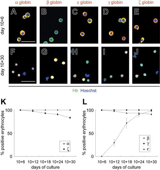 Figure 3. ESC-derived VE-cadherin+CD45− cells generate primitive and definitive erythrocytes sequentially. Immunostaining of floating erythrocytes on days 10 + 6 (A-E) and 10 + 30 (F-J). Cy3 detection of erythrocytes stained with anti–α-, anti–β-, anti–ϵ-, anti–γ-, or anti–ζ-globin mAbs (red) and FITC detection with anti–Hb polyclonal Ab (green). Anti-Hb Ab, which reacts with embryonic, fetal, and adult erythrocytes, was used to detect all erythrocytes. Nuclei were labeled with Hoechst 33342. Merged images are shown. Original magnification × 200. Scale bars, 50 μm. (K-L) Sequential analysis of the proportion of erythrocytes positive for anti–α- or anti–ζ-globin mAbs (K) and anti–β-, anti–γ-, or anti–ϵ-globin mAbs (L) among the total erythrocytes. Data are presented as mean ± SD of 3 independent experiments.