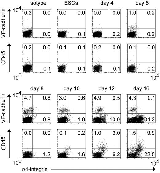 Figure 4. Temporal emergence of VE-cadherin+α4-integrin+ cells during ESC differentiation. As described for Figure 1, undifferentiated GFP-transfected ESCs and subsequent differentiating cells were analyzed by FACS. Percentages of cells in each quadrant among the total viable GFP+ cells are indicated. Representative results from 1 of 3 independent experiments are shown.