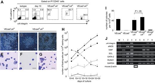 Figure 5. Hematopoietic progenitors exclusively reside in the α4-integrin+ subpopulation among VE-cadherin+CD45−cells. (A) VE-cadherin+α4-integrin− (VEcad+α4−), VE-cadherin+α4-integrin+ (VEcad+α4+), or VE-cadherin−α4-integrin+ (VEcad−α4+) cells were sorted on day 10 after the exclusion of PI+ and CD45+ cells. Representative FACS dot plots and percentages of gated cells are shown. Purities of viable VEcad+α4−, VEcad+α4+, and VEcad−α4+ cells are 95.0%± 3.0%, 94.1%± 0.5%, and 96.9%± 2.1%, respectively, from at least 3 independent experiments. (B-D) Light micrographs of adherent hematopoietic clusters on day 10 + 6 from VEcad−α4+ cells (B) and days 10 + 6 (C) and 10 + 18 (D) from VEcad+α4+ cells. (E-G) May-Giemsa staining of floating hematopoietic cells on day 10 + 6 from VEcad−α4+ cells (E) and days 10 + 6 (F) and 10 + 30 (G) from VEcad+α4+ cells. Original magnification × 40 (B-D) and × 200 (E-G). Scale bars, 100 μm (B-D) and 20 μm (E-G). (H) Sequential analysis of the numbers of floating viable cells per cultured 1 × 104 VE-cadherin+ (▪), VE-cadherin− (□), VEcad+α4− (○), VEcad+α4+ (•), or VEcad−α4+ (▴) cells. (I) Numbers of endothelial colonies per 1 × 103 cells in each subpopulation. (H-I) Data are presented as mean ± SD of 3 independent experiments. Each experiment was performed in triplicate. (J) RT-PCR analysis of genes associated with hematopoietic or endothelial development. Each lane contained cDNA from the following cells: adult cynomolgus monkey BM cells (lane 1), K562 erythroblastic cells (lane 2), human umbilical vein endothelial cells (lane 3), OP9 stromal cells (lane 4), total GFP+ ESC-derived cells (lane 5), VE-cadherin+α4-integrin− cells (lane 6), VE-cadherin+α4-integrin+ cells (lane 7), and VE-cadherin−α4-integrin+ cells (lane 8) sorted on day 10. Representative results from 1 of 3 independent experiments are shown.
