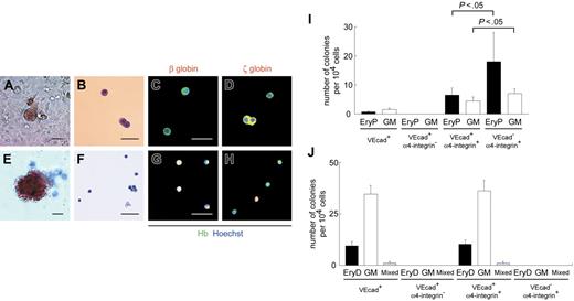 Figure 6. α4-Integrin+ subpopulation among VE-cadherin+CD45− cells generates hematopoietic colonies composed of primitive and definitive erythrocytes. (A-H) Light micrographs and May-Giemsa staining of colonies consisting of primitive (A-B) and definitive (E-F) erythrocytes from VE-cadherin+α4-integrin+ cells are depicted. Immunostaining data from colonies consisting of primitive (C-D) and definitive (G-H) erythrocytes from VE-cadherin+α4-integrin+ cells are also presented. Cy3 detection of erythrocytes stained with anti–β-globin (C, G) or anti–ζ-globin (D, H) mAbs (red) and FITC detection with anti-Hb polyclonal Ab (green). Nuclei were labeled with Hoechst 33342. Merged images are shown. Original magnification × 100 (A, E) and × 200 (B-D, F-H). Scale bars, 50 μm. (I-J) Numbers of hematopoietic colonies per 1 × 104 cells sorted on day 10 (I) or after 30-day coculture on OP9 layers (J) in each subpopulation. VEcad+ denotes the VE-cadherin+CD45− population. EryP and EryD represent colonies consisting of primitive and definitive erythrocytes, respectively. Data are presented as mean ± SD of 3 (I) or 2 (J) independent experiments. Each experiment was performed in duplicate (I) or triplicate (J).