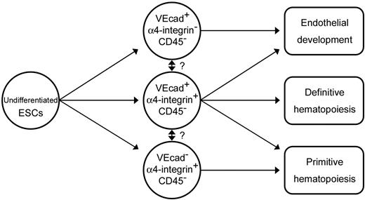 Figure 7. Schematic representation of the differentiation pathway from ESCs into endothelial or primitive and definitive hematopoietic cell lineages on coculture with OP9 cells.