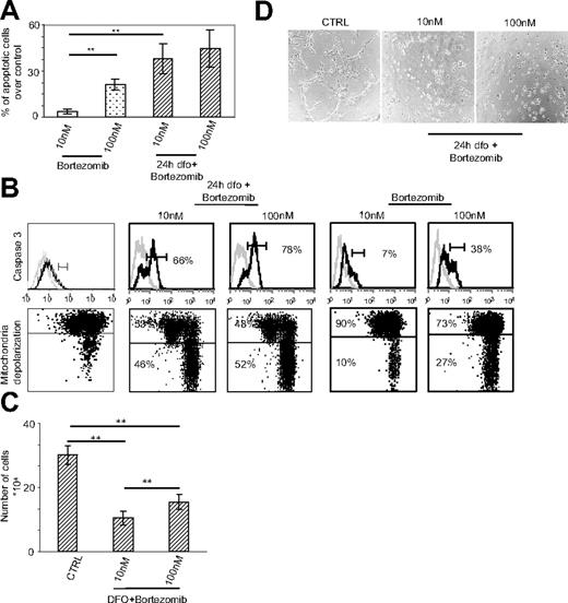 Figure 3. HIF-1α up-regulation sensitizes HUVECs to the proapoptotic and antiangiogenic effects of bortezomib. (A) HUVECs, precultured in either the presence (left) or the absence (right) of DFO, were treated with 10 nM and 100 nM bortezomib and assessed for apoptosis induction by annexin V/PI staining and FACS analysis. Data, expressed as the percentage of annexin V/PI–positive cells, represent mean plus or minus SEM of 3 independent experiments. (B) Caspase 3 activity was evaluated by FACS analysis (top panels); mitochondrial membrane potential was evaluated by FACS analysis using JC-1 (bottom panels). The percentage of events associated with positive green and negative red (lower quadrants) was scored as mitochondrial depolarized cells. Data are representative of 3 independent experiments. (C) The 24-hour proliferation of HUVECs precultured with DFO was evaluated. Data are presented as the mean plus or minus SEM from 3 independent experiments in duplicate. Their ability to form capillaries on Matrigel layers was also assessed (D) (original magnification ×10). **P < .001.