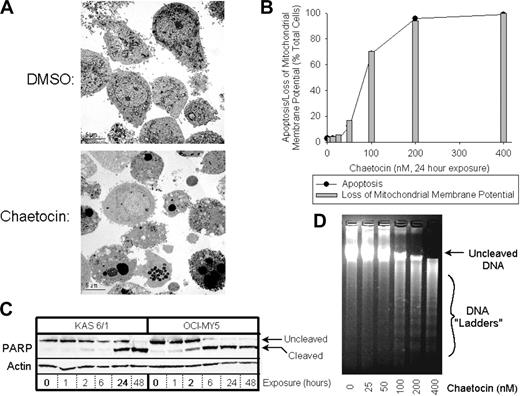 Figure 2. Chaetocin kills myeloma cells in vitro via induction of morphologic apoptosis accompanied by loss of mitochondrial membrane potential, PARP cleavage, and DNA ladder formation. (A) Transmission electron photomicrographs (4000×) of OCI-MY5 myeloma cells treated with DMSO or 100 nM chaetocin for 24 hours. (B) Effects of 24-hour exposure of OCI-MY5 myeloma cells to varying chaetocin concentrations on mitochondrial membrane depolarization (⊡) and apoptosis (•). Mitochondrial membrane potential was assessed via FACS, whereas apoptosis was assessed via fluorescence microscopy using Hoechst 33256 staining as described in “Patients, materials, and methods.” Results shown are representative of 4 independent experiments. (C) Induction of PARP cleavage in KAS 6/1 and OCI-MY5 myeloma cells by 100 nM chaetocin (time course). Upper bands represent the results of PARP immunoblotting, whereas the lower band indicates actin control immunoblotting. Results shown are representative of 4 independent experiments. (D) Electrophoresis of DNA extracted from diluent- or chaetocin-treated OCI-MY5 myeloma cells for 24 hours. Bands corresponding to uncleaved DNA and cleaved DNA ladders are indicated at the right. Results shown are representative of 3 independent experiments.