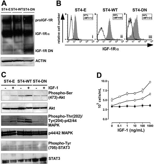 Figure 1. Loss of IGF-1 responsiveness in IGF-1R DN–expressing cells. (A) Western blot analysis of WT and mutant IGF-1R expression in transduced ST4 cells. Total-cell lysates (50 μg) from ST4-E, ST4-WT, and ST4-DN were electrophoresed, electroblotted, and stained with an anti–IGF-1Rα Ab. Membranes were subsequently probed with an antiactin Ab to confirm equal protein loading in each lane of the gel. (B) Flow cytometric analysis of IGF-1Rα surface expression in ST4-E (i), ST4-WT (ii), and ST4-DN (iii) cultured in complete medium with expression of IGF-1Rα shown in the gray histograms and the background of mouse IgG1 negative control in the open histograms. Boxed results show percentage of positive cells and mean specific fluorescence, calculated by subtracting the positivity and the mean of fluorescence obtained with isotype-matched control Ig from that detected with the specific mAb. (C) Western blot evaluation of IGF-1–induced Akt, MAPK, and STAT3 activation on ST4-E, ST4-WT, and ST4-DN deprived of serum for 4 hours treated with IGF-1 (100 ng/mL) for 15 minutes. Phosphorylation was evaluated with anti–phospho-Ser (473)-Akt, anti–phospho-Thr (202)/Tyr (204)–p44/42 MAPK, or anti–phospho-Tyr (705)–STAT3 Abs. Membranes were subsequently probed with anti-Akt, anti-p44/42 MAPK, or anti-STAT3 Abs. All the experiments were performed independently at least 3 times. (D) ST4-E (○), ST4-WT (□), and ST4-DN (▪) were cultured in serum-free medium with scalar doses of IGF-1. After 72 hours, cells were harvested, stained with trypan blue, and counted. The graph illustrates the mean result of 4 independent experiments.