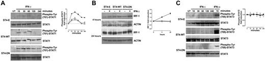 Figure 3. IGF-1R DN increases the activation of IFN-γ/STAT1 pathway in T cells. (A) ST4-E (○), ST4-WT (□), and ST4-DN (▪) cells were cultured in complete medium without (UN) or with IFN-γ (1000 U/mL) for the indicated time intervals. STAT1 activation was evaluated by Western blot analysis of protein cell extracts with an anti–phospho-Tyr (701)–STAT1 Ab. Membranes were subsequently probed with an anti-STAT1 Ab, and the fold induction of IFN-γ–dependent STAT1 phosphorylation was calculated as the ratio between the band intensities of IFN-γ–treated and untreated cells, quantitated after normalization with total STAT1. The fold induction values are shown as means ± SEM from 3 independent experiments at each time point. (B) Expression levels of IRF-1 were evaluated by Western blot on total lysates from ST4-E (○), ST4-WT (□), and ST4-DN (▪) cells treated with or without IFN-γ for 4 and 24 hours. IRF-1 induction, shown as means ± SEM from 3 independent experiments, was quantitated after normalization to actin expression. (C) Western blot evaluation of STAT3 phosphorylation in ST4-E (○), ST4-WT (□), and ST4-DN (▪) cells cultured in complete medium without (UN) or with IFN-γ for the indicated time intervals or with IFN-α for 15 minutes. Membranes were probed with anti–phospho-Tyr (705)–STAT3 and subsequently with anti-STAT3 Abs. Phospho-STAT3 induction, shown as means of fold induction ± SEM from 3 independent experiments, was quantitated as described after normalization to total STAT3 expression.