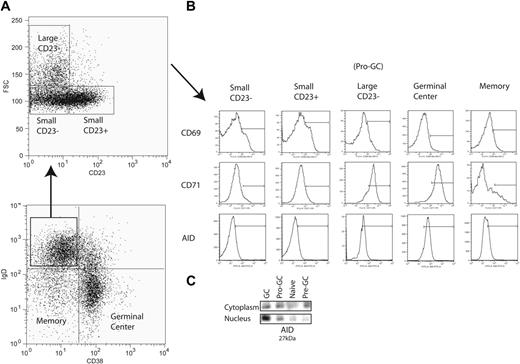 Figure 1. Isolation of a novel B-cell subpopulation from tonsillar B lymphocytes. (A) IgD+CD38− B cells (lymphocyte gate not shown) are further separated into Bm1 (small CD23−) and Bm2 (small CD23+) naive B-cell subpopulations along with a novel subpopulation (large CD23−) using CD23 expression and forward scatter (FSC). (B) CD69, CD71, and AID expression is shown for each IgD+CD38− subpopulation as well as germinal center and memory B cells. Bars are set to indicate the mean fluorescence intensity range at which populations were considered positive. (C) Immunoprecipitation and Western blot were performed on 100 000 cells each from naive (Bm1 and Bm2), pro-GC, pre-GC (IgD+CD38+), and GC (Bm3 and Bm4) subpopulations with polyclonal (IP) and monoclonal (blot) antibodies to AID, which migrates at 27 kDa.