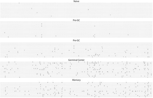 Figure 2. Somatic hypermutation is present in pro-GC cells. VH regions from immunoglobulin sequences are shown from naive, pro-GC, pre-GC, germinal center, and memory cells. VH4-34 gene segment transcripts are shown. All sequences except for those from GC and memory subpopulations were IgM+. Otherwise, IgG was used.