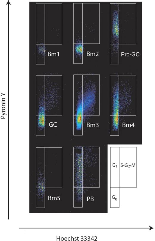 Figure 3. Cell cycle analysis of human B-cell subpopulations reveals IgD+CD38−CD23−FSChi (CD71+) cells are in G1 phase of the cell cycle. B-cell subpopulations were separated as described previously1,2 with the addition of IgD+CD38−CD23−FSChi cells described here. Cell cycle status was determined by flow cytometry of Hoechst 33342– and pyronin Y–stained populations. The diagram at the side illustrates how actively dividing cells can be resolved on the basis of RNA/DNA staining into G1 or S + G2 + M fractions.