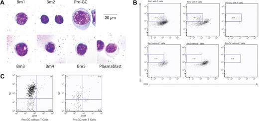 Figure 4. Morphology of IgD+CD38−CD23−CD71+ cells is unique among B-cell subpopulation and is generated by T-cell coculture using naive B cells. (A) B-cell subpopulations were prepared by cytospin and Giemsa staining. Cells are magnified 800×. (B) Bm1, Bm2, and IgD+CD38−CD23−CD71+ cells were cultured with cross-linking anti-IgM and with or without OKT3-stimulated, irradiated T cells. CD71+CD23− cells were identified after 7 days. Results are representative of 5 experiments. (C) IgD+CD38−CD23−CD71+ cells from the same cocultures in panel B were evaluated for the loss of IgD expression. Percents represent the percent of cells within the given dot plot.