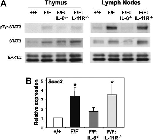 Figure 5. Selective reduction of gp130-dependent STAT3 hyperactivation in gp130Y757F/Y757F lymphoid organs lacking IL-6 but not IL-11Rα. (A) Lysates prepared from thymus or lymph node cells were run out on 10% polyacrylamide electrophoresis (PAGE) gels, transferred to nitrocellulose membranes, and then immunoblotted with the indicated antibodies. (B) Q-PCR analyses of Socs3 gene expression was performed on cDNA derived from total RNA prepared from thymocytes. Expression data from 3 samples per genotype are shown following normalization for 18S expression, and are presented from replicate analysis as the mean fold induction ± SD relative to expression in gp130+/+ samples. *P < .05 versus expression in gp130+/+ samples.