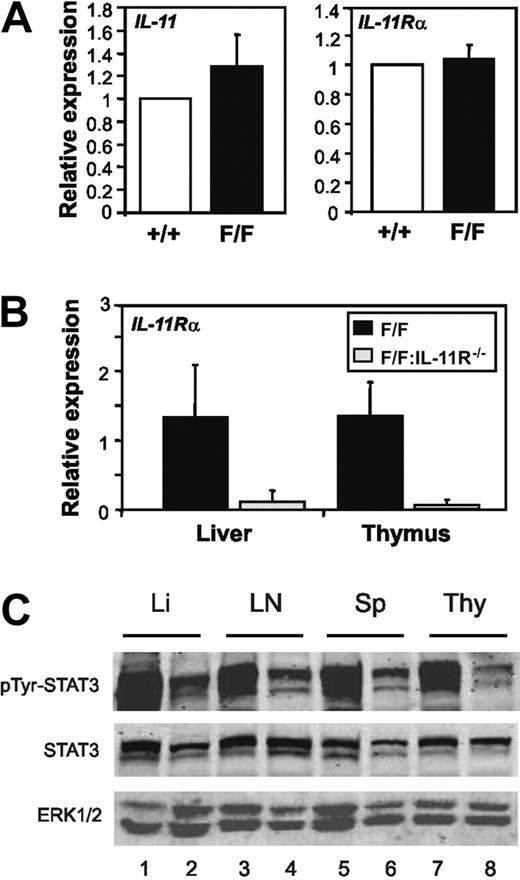 Figure 7. Comparative analysis of IL-11 and IL-11Rα expression and IL-11–induced STAT3 activation in gp130Y757F/Y757F and gp130Y757F/Y757F:IL-11Rα1−/− mice. Q-PCR analysis of (A) IL-11 and IL-11Rα gene expression in thymocytes and (B) IL-11Rα gene expression in whole thymus and liver tissue was performed on cDNA derived from total RNA. Expression data from 3 samples per genotype are shown following normalization for 18S expression and are presented from replicate analysis as the mean fold induction ± SD relative to expression in (A) gp130+/+ and (B) gp130Y757F/Y757F samples. (C) Immunoblot analysis of STAT3 tyrosine phosphorylation in liver (Li), lymph node (LN), spleen (Sp), and thymus (Thy) lysates prepared from gp130Y757F/Y757F (lanes 1, 3, 5, 7) and gp130Y757F/Y757F:IL-11Rα1−/− (lanes 2, 4, 6, 8) mice.
