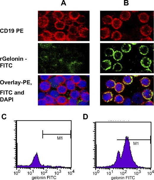 Figure 2. Internalization of rGel/BLyS in to CD19+ cells. Primary PBMNCs isolated from peripheral blood of CLL patients were incubated with either rGel (A,C) or BLyS/rGel (B,D) for 2 hours and then stained with CD19-PE antibody. Cells were then fixed and stained with gelonin antibody followed by FITC-conjugated secondary antibody. Cells were visualized using confocal microscopy (A-B) or quantitated by flow cytometry (C-D).