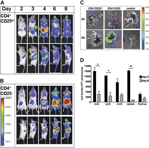 Figure 2. Early proliferation and localization of Tregs. Trafficking of allogeneic luciferase (luc+)–expressing CD4+CD25hi (Tregs) (A) or CD4+CD25− (B) cells at early time points following their adoptive cotransfer with donor wild-type CD4+CD25− T cells and TCD-BMs (A) or TCD-BMs alone (B) into lethally-irradiated Balb/c hosts. Animals were imaged daily for the first week, then every other day thereafter. Images shown were chosen on specific days that indicate change in the trafficking pattern or signal intensity. Data show ventral and left lateral images of a single animal, representative of at least 3 animals per group per experiment. Data are representative of 3 independent experiments. S indicates spleen; c, cervical lymph node; i, inguinal LN; m, mesenteric LN; a, axillary LN; T, thymus; and L, liver. (C) Day-4 and day-8 ex vivo imaging of gut and spleen in animals that received luc+ CD4+CD25hi or CD4+CD25− cells. S indicates spleen; m, mesenteric LN. Control tissues (far right) are from animals without luc+ cells. Color bar represents signal intensity code over whole-body surface or organs in photons per second. (D) FACS analysis of absolute numbers of donor (H2q) CD4+Foxp3+ cells in lymphoid tissues following transplantation showed significant reduction of cells from day 4 to day 8 in secondary lymphoid organs (*P < .05; **P < .001). One of 2 independent experiments with similar results is shown. Color bars represent signal intensity scale over whole body: (A-B) 3000 to 30 000; (C) 1000 to 8000. Error bars represent standard error of mean value.