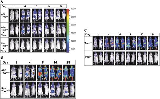Figure 3. Allogeneic environment required for Treg proliferation and localization. Adoptive transfer of FVB luc+ Tregs with or without cotransfer of Tcons at a 1:1 cell ratio (A) or Tcons (B) into lethally-irradiated allogeneic Balb/c or syngeneic FVB hosts. Representative bioluminescent images that indicate changes in trafficking or signal intensity up to 4 weeks following transplantation are shown. Treg proliferation and localization were not observed or detected in syngeneic hosts. No significant differences in homing or signal intensity were noted for Treg proliferation in the presence or absence of Tcons. Delayed and moderate expansion of Tcons in lymph nodes was detected in syngeneic hosts. (C) Rag2−/−γC−/− unirradiated hosts received allogeneic luc+ Tregs or Tcons at transplantation. Images of a single animal are shown, which is representative of at least 3 animals per group per experiment. All experiments were performed at least twice. Color bars represent signal intensity scale over whole body: 3000 to 30 000.