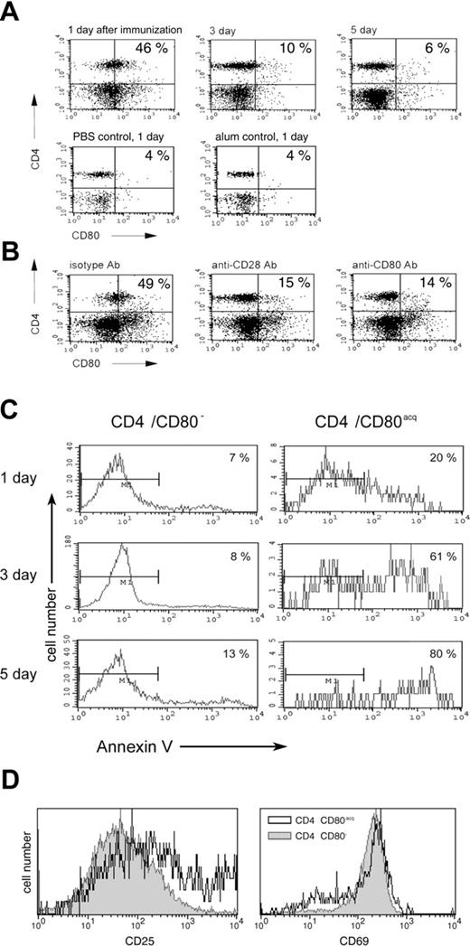 Figure 6. Physiologic consequence of CD80 acquisition by T cells in vivo. (A) The acquisition of CD80 by CD4 T cells was examined after PCC TCR-Tg mice were vaccinated with peptide/adjuvant (PCC in alum) and killed 1, 3, or 5 days after vaccination. T cells from LNs were analyzed for CD80 acquisition by FACS. (B) PCC-vaccinated PCC TCR-Tg mice were treated either with anti-CD28 antibody, anti-CD80 antibody, or isotype antibody (100 μg intraperitoneally and 100 μg subcutaneously) at the time of vaccination. Animals were killed 1 day later and their LNs were analyzed by FACS. (C) PCC-vaccinated PCC TCR-Tg mice were killed on indicated days after vaccination and T cells from LNs were analyzed for CD4, CD80, and annexin V (to identify the apoptotic cells) by FACS. (D) PCC-vaccinated PCC TCR-Tg mice were killed 1 day after vaccination and T cells from LNs were analyzed for CD69 and CD25 expression on CD4/CD80acq (open histogram) or CD4/CD80− (closed gray histogram) T cells by FACS.