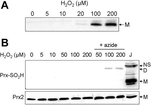 Figure 3. The effect of H2O2 on overoxidation of Jurkat and erythrocyte Prx2. (A) Jurkat cells were treated with the indicated H2O2 concentrations and immunoblotted with antibodies against overoxidized Prx (Prx-SO2H). Protein (25 μg) was loaded per lane. (B) Erythrocytes (5 × 106/mL) were pretreated with 1 mM azide for 5 minutes where specified, then treated with the indicated H2O2 concentrations for 10 minutes. Immunoblotting was then performed under nonreducing conditions against Prx-SO2H (top panel), and under reducing conditions against Prx2 to serve as a loading control (bottom panel). J indicates 40 μg extract from Jurkat cells treated with 200 μM H2O2 for 10 minutes as in panel A as a positive control. The nonspecific band was consistently present in untreated Jurkat extracts. NS indicates nonspecific band; D, overoxidized Prx dimer; and M, overoxidized Prx monomer.