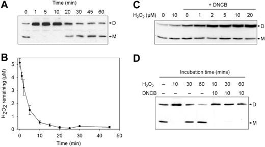 Figure 4. The redox state of Prx2 in 5 μM H2O2-treated erythrocytes over time. (A) A representative immunoblot of the redox transitions of Prx2 following a bolus treatment with 5 μM H2O2. (B) Extracellular H2O2 levels over time after a bolus treatment of 5 μM H2O2. Data are the means ± SD from 3 experiments. (C) Jurkat cells were pretreated with 30 μM DNCB for 10 minutes prior to the indicated concentrations of H2O2, then immunoblotted (30 μg protein per lane). (D) The inhibition of erythrocyte Prx2 regeneration by treatment with 30 μM DNCB prior to 5 μM H2O2. D indicates dimeric Prx2; M, monomeric Prx2.