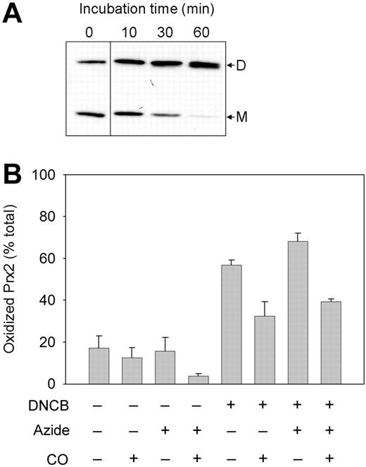 Figure 5. The inhibition of Prx2 regeneration in erythrocytes treated with DNCB. (A) Erythrocytes were incubated with 30 μM DNCB for the indicated times and immunoblotted. The portions left and right of the dividing line are derived from nonadjacent lanes on the same blot. D indicates dimeric Prx2; M, monomeric Prx2. (B) Erythrocytes were pretreated with CO or 1 mM azide as indicated, then with 30 μM DNCB for 30 minutes. Data are means ± SE from 3 experiments.