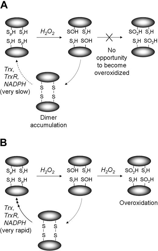 Figure 6. Proposed scheme of the redox transitions of Prx2. Schematic representation of the proposed redox behavior of Prx2 when erythrocytes (A) and Jurkat cells (B) are treated with high concentrations of H2O2 (∼ 100-200 μM). SpH indicates peroxidatic cysteine, Cys50; SrH, resolving cysteine, Cys171.
