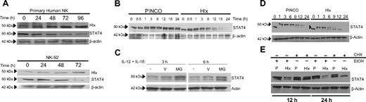 Figure 5. Hlx overexpression leads to proteasome-dependent degradation of STAT4. (A) Endogenous Hlx levels increased as total STAT4 levels declined. Primary human NK or NK-92 cells were harvested at the indicated time points after IL-12/IL-18 stimulation, and Hlx, STAT4, and β-actin protein levels were determined by immunoblotting. (n = 4 experiments in primary NK, n = 2 experiments in NK-92). (B) Hlx overexpression decreased total and Y693 pSTAT4 levels in NK-92 after IL-12/IL-18 treatment. FACS-purified PINCO- or Hlx-expressing NK-92 cells were harvested at indicated time points after IL-12/IL-18 stimulation. Total STAT4 and β-actin levels were assessed by immunoblotting (n = 4 experiments). (C) Proteasome inhibition rescued loss of STAT4 in NK-92 cells overexpressing Hlx. Cells were preincubated for 1 hour with 20 mM MG-132 (MG), an equal amount of DMSO vehicle, or medium alone (—), followed by IL-12/IL-18 treatment for the indicated times. Total protein was harvested, and total STAT4 and β-actin levels were assessed by immunoblotting (n = 3 experiments). (D) Diminished Y693 pSTAT4 levels in Hlx-overexpressing NK-92 cells despite inhibition of new protein synthesis. PINCO- or Hlx-expressing NK-92 cells were preincubated for 30 minutes with 10 μM CHX, followed by IL-12/IL-18 treatment for the indicated times. Total cellular protein was harvested, and total STAT4 and β-actin levels were assessed by immunoblotting (the arrowhead indicates the position of the 80 kDa marker). (E) Comparison of CHX compared with ethanol (EtOH) carrier effects on STAT4 expression in PINCO- (P) and Hlx-expressing NK-92 after IL-12/IL-18 stimulation for the indicated times (n = 3 experiments).