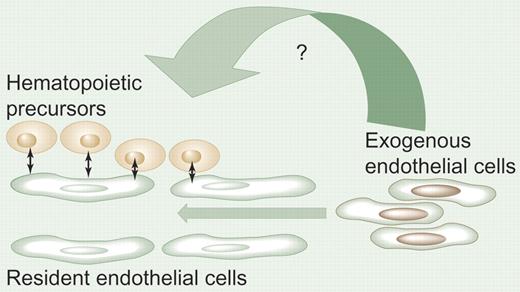 Promotion of hematopoiesis by endothelial cell infusion. In hematopoietic organs, the vascular endothelium interacts with the hematopoietic stem/progenitor cells either directly or indirectly via multiple soluble factor pathways. Following bone marrow damage, infusion of endothelial cells may help restore normal hematopoiesis by yet-unrecognized mechanisms. The effects may be exerted directly on hematopoietic stem cells (in the osteoblastic niche) or indirectly on bone marrow endothelium. Alternatively, infused endothelial cell–derived factors may effect survival, proliferation, or differentiation of more differentiated hematopoietic precursors. Illustration by Paulette Dennis.